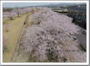 角田中央公園の桜